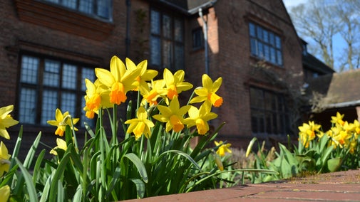 Yellow daffodil heads on top of a wall with a bricked house behind